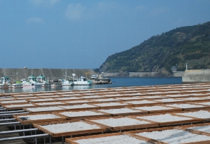 しらす天日干し風景