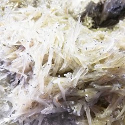19 7 4 久しぶりのお天気 しらす干し 釜揚げしらすなら和歌山湯浅のまるとも海産 19 7 4 久しぶりのお天気 しらす干し 釜揚げしらすなら和歌山湯浅のまるとも海産