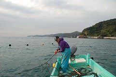わかめ種植5